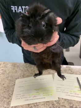 Rescue Guinea Pig Guinea Pigs for Adoption in Maumee, Ohio - Ruby | PetCurious